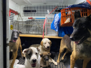 الشرطة: ضبط ذخيرة ومخدرات في حي الجواريش بالرملة ومصادرة 11 كلبا